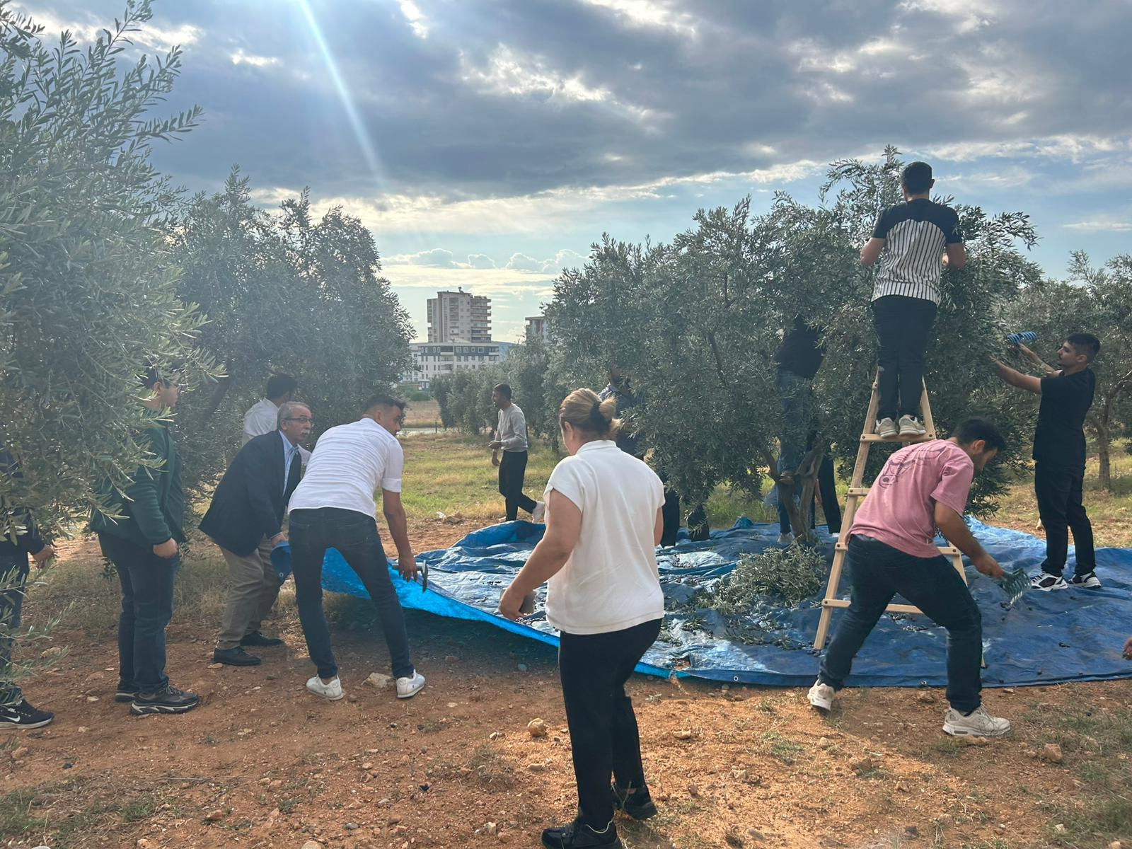 Kozan MYO’da Zeytin Hasat Şenliği